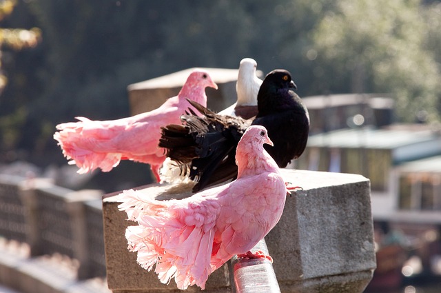 結語后的啟 結語后的啟